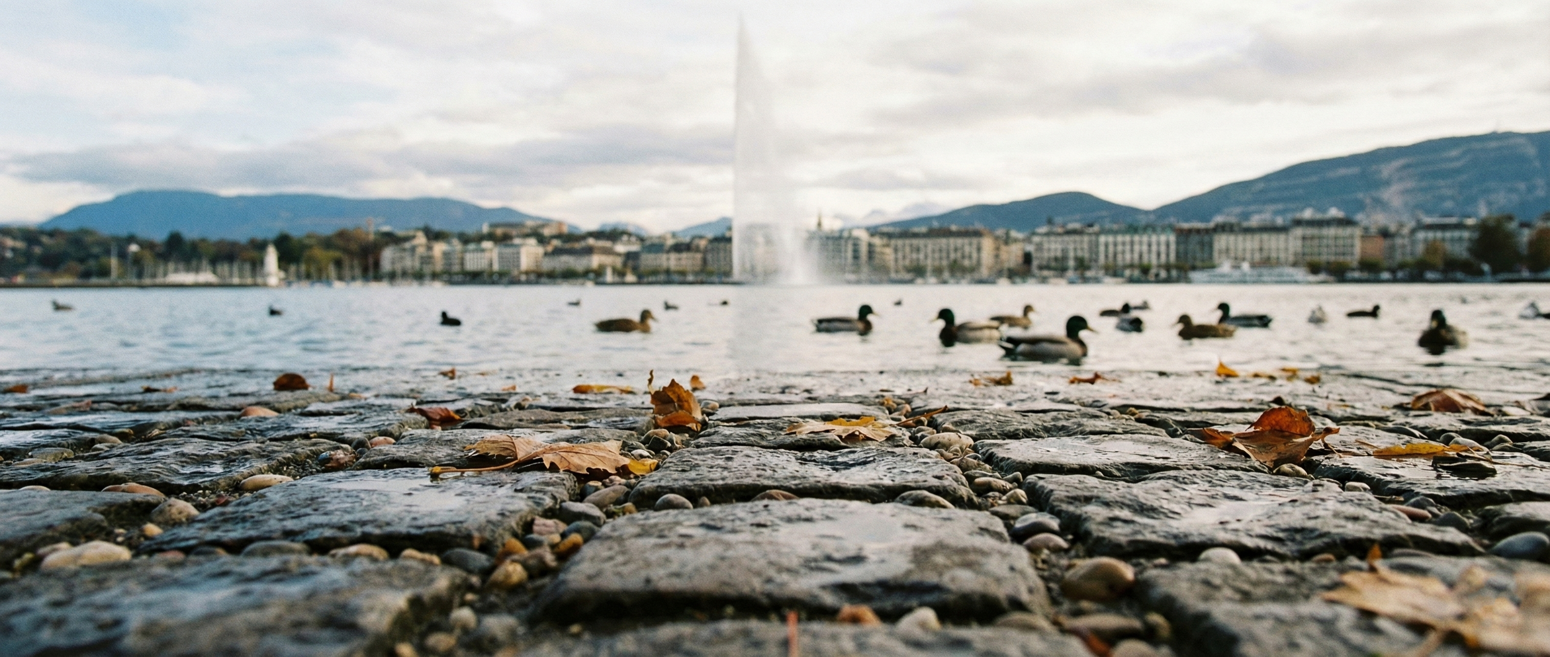 Une vidéo mise en page dans un article 